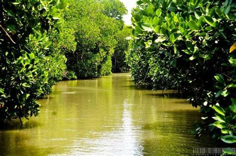 we had a WOW Experience. - Pichavaram Mangrove Forest, Chidambaram ...