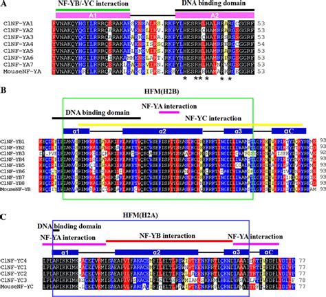 Multiple Alignments Of ClNF Y Conserved Domains Amino Acid Sequences