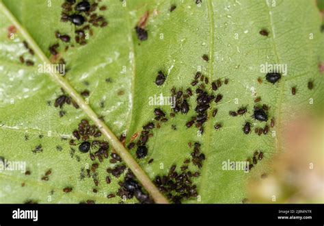 Aphids On Leaves Little Black Insects That Suck The Sap Of Plants Pests Of Fruit Trees A Lot