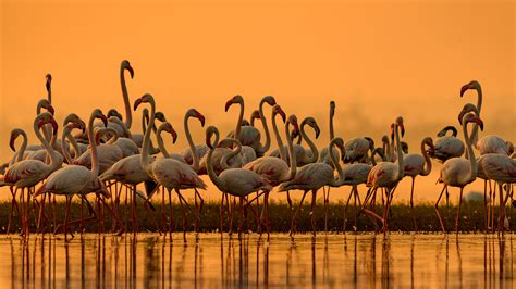 Greater Flamingos India – Bing Wallpaper Download