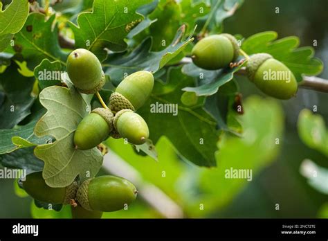 Acorns on a oak tree Stock Photo - Alamy