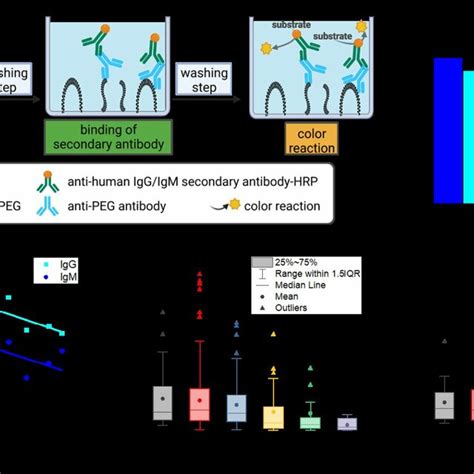 Overview Of The Experiment Design Anti Peg Antibody Igg Igm