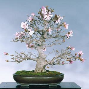 Best Magnolia Bonsai Tree Pictures Balcony Garden Web