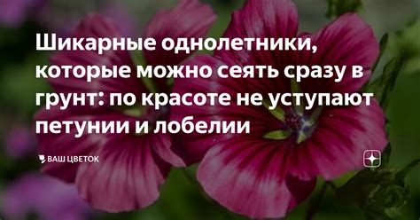 Шикарные однолетники, которые можно сеять сразу в грунт: по красоте не ...