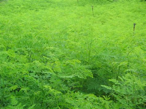 Moringa Leaf Harvesting Project