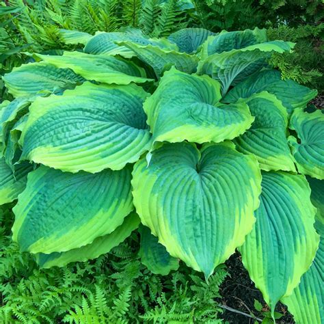 Buy Spartacus Hosta Online Giant Hostas Breck S