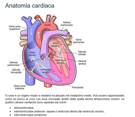 Dispensa Cardiologia E Cardiochirurgia Michela Nigro S Ko Fi Shop