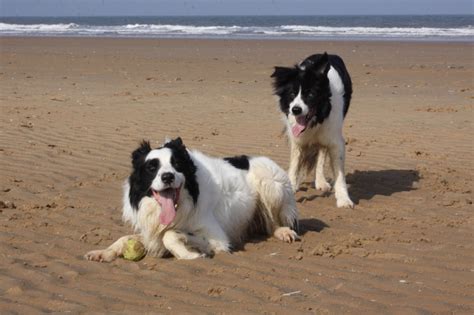 Holkham dog-friendly beach, Norfolk - Driving with Dogs