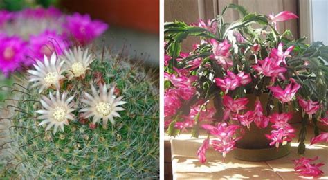 Consigli Pratici Per Far Fiorire Il Tuo Cactus