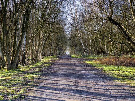 Trail At Skipwith Common North Yorkshire England Stock Photo Image