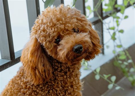 Brown Poodle Puppies