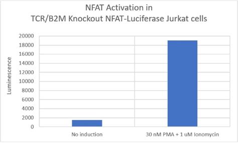 Tcr B M Knockout Nfat Luciferase Reporter Jurkat Cell Line Bps