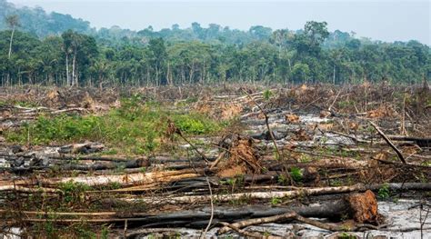 Degradação ambiental crimes e narcotráfico na Amazônia