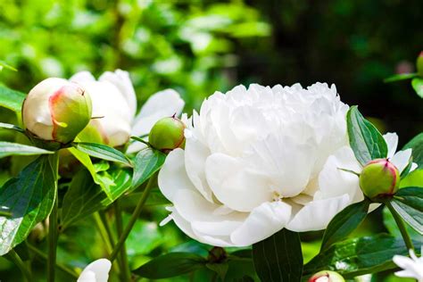 Piante Dai Fiori Bianchi Per Un Giardino Elegante Ispiratevi