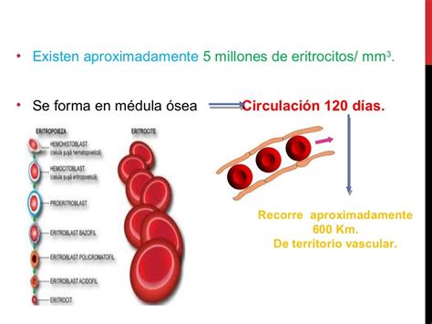 La Membrana De Los Eritrocitos