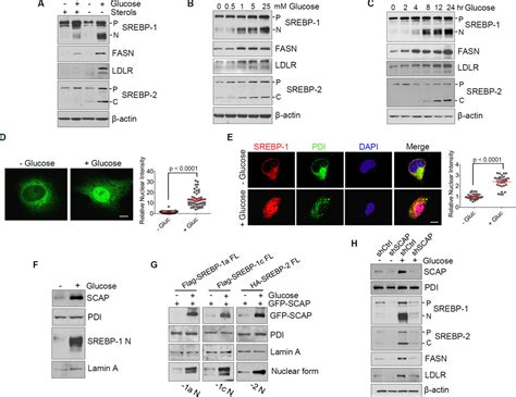 Glucose Mediated N Glycosylation Of Scap Is Essential For Srebp