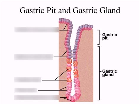 Gastric Pits Diagram Quizlet