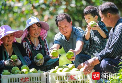 神奇！“高位嫁接”让一棵树长出“两种梨”