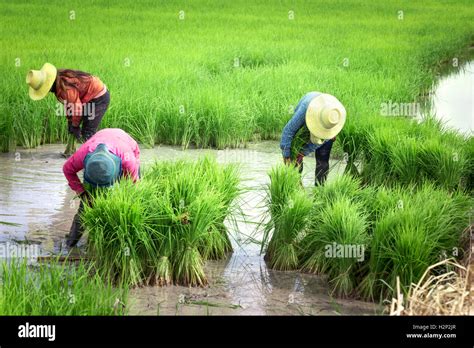 Farmers Transplant Rice Seedlings On The Fields In Rainy Season Stock