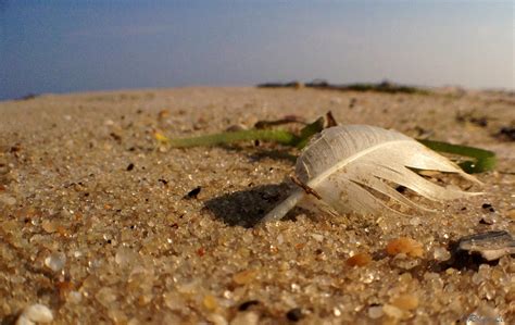 Symbolic Meaning Of Feathers Through The Healing Lens