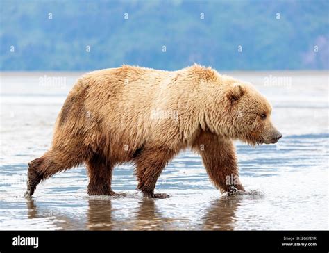 Coastal brown bear walking through mud hi-res stock photography and ...