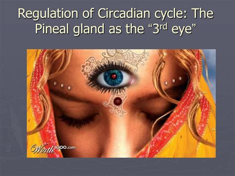 Ppt Anatomy Histology And General Pathology Of The Pineal Gland