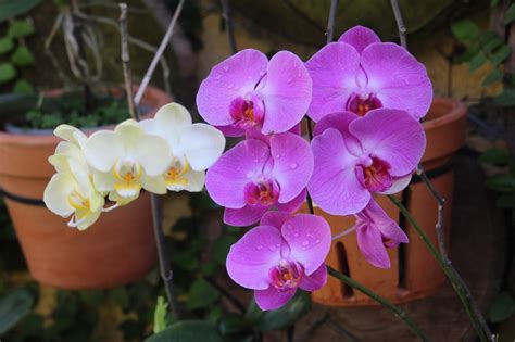 Comment arroser les orchidées dans la mousse Guide Krostrade