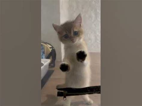 #мимими #mimimi #cat #sweet - YouTube