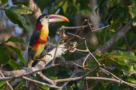 Exotismo e exuberância aves que atraem o olhar pelo planeta