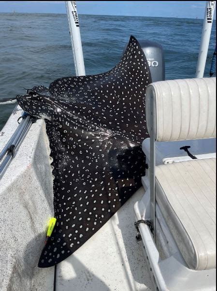 Photos Rare 400 Pound Stingray Jumps Into Boat Gives Birth