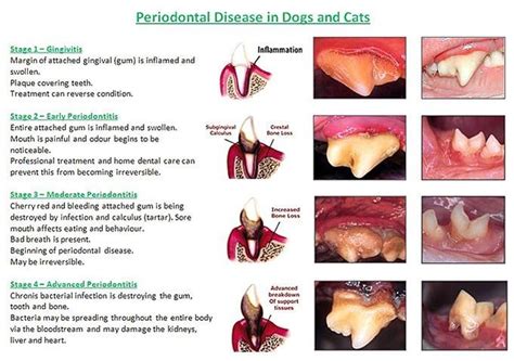 Pet Dentistry Epsom Road Veterinary Clinic