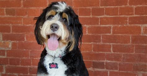 Grooming Your Bernedoodle Essential Tools And Techniques Bernedoodle