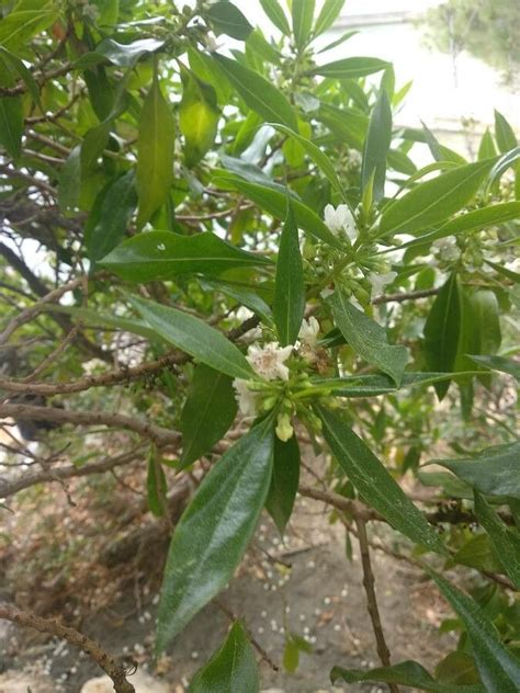 Myoporum tenuifolium G Forst Schmalblättriger Braunwurz Weltflora