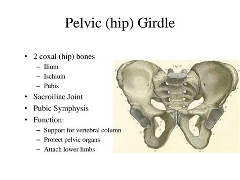 Solution Pelvic Girdle And Lower Limbs Structure Studypool