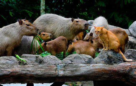 Oyen And Capybara