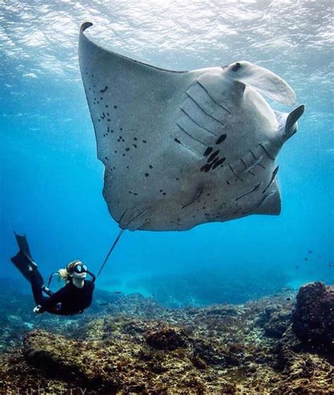 Experience The Best Byron Bay Diving With Our Top 3 Dive Sites Byron