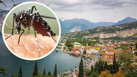 Dengue Fieber Am Gardasee Was Bedeutet Ansteckung F R Kinder Schwangere