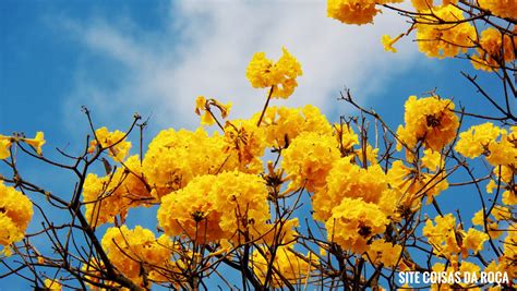 Ipê amarelo considerada a árvore símbolo do Brasil