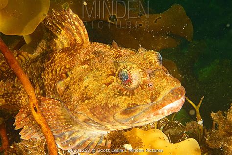 Shorthorn Sculpin Stock Photo Minden Pictures