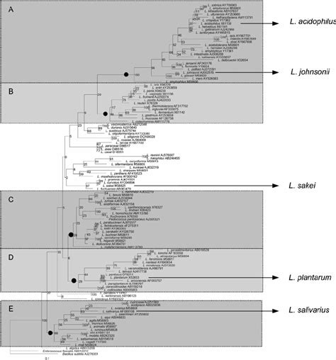 16s Rrna Gene Phylogeny Of The Genus Lactobacillus Black Circles