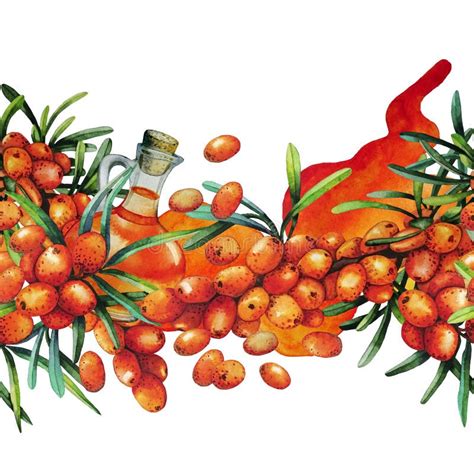 Watercolor Sea Buckthorn Border Stock Illustration Illustration Of