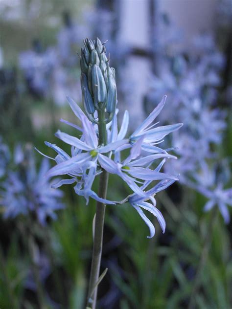 Camassia Leichtlinii Blue Danube Hare Spring Cottage Plants