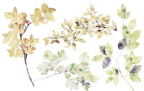 Free Vector Watercolor Floral Leaf Branches Collection