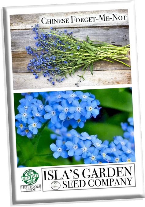 Chinese Forget Me Not Flower Seeds 300 Heirloom