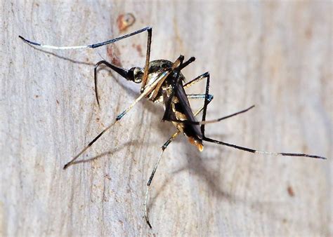 Suborder Nematocera Order Diptera Crane Flies And Mosquitoes