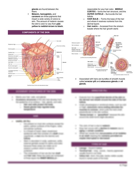 SOLUTION Gross Organ Anatomy Studypool