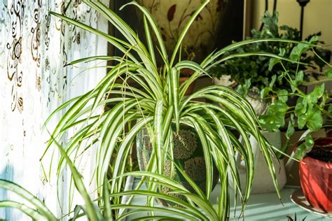 A List Of Plants Similar To Spider Plant Growing Tips