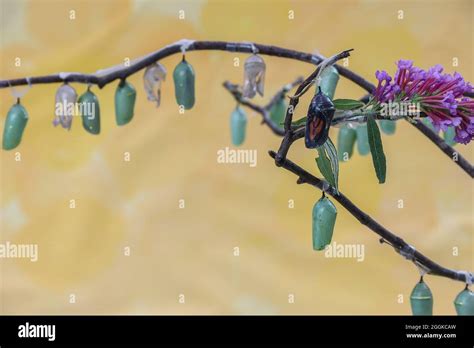 Monarch butterfly chrysalis stages hi-res stock photography and images ...