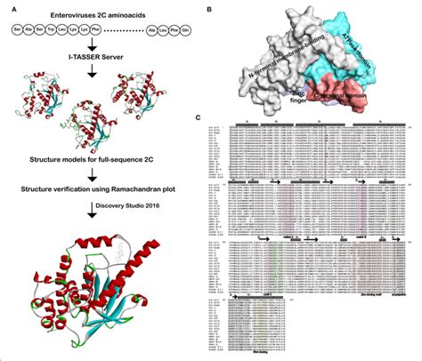 Workflow Of Homology Modeling Docking And Sequences Alignment Of C