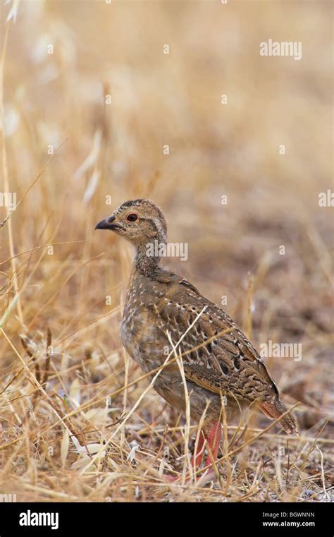 Red Legged Partridge Alectoris Rufa Stock Photo Alamy